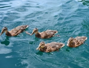 4 female mallard ducks thumbnail