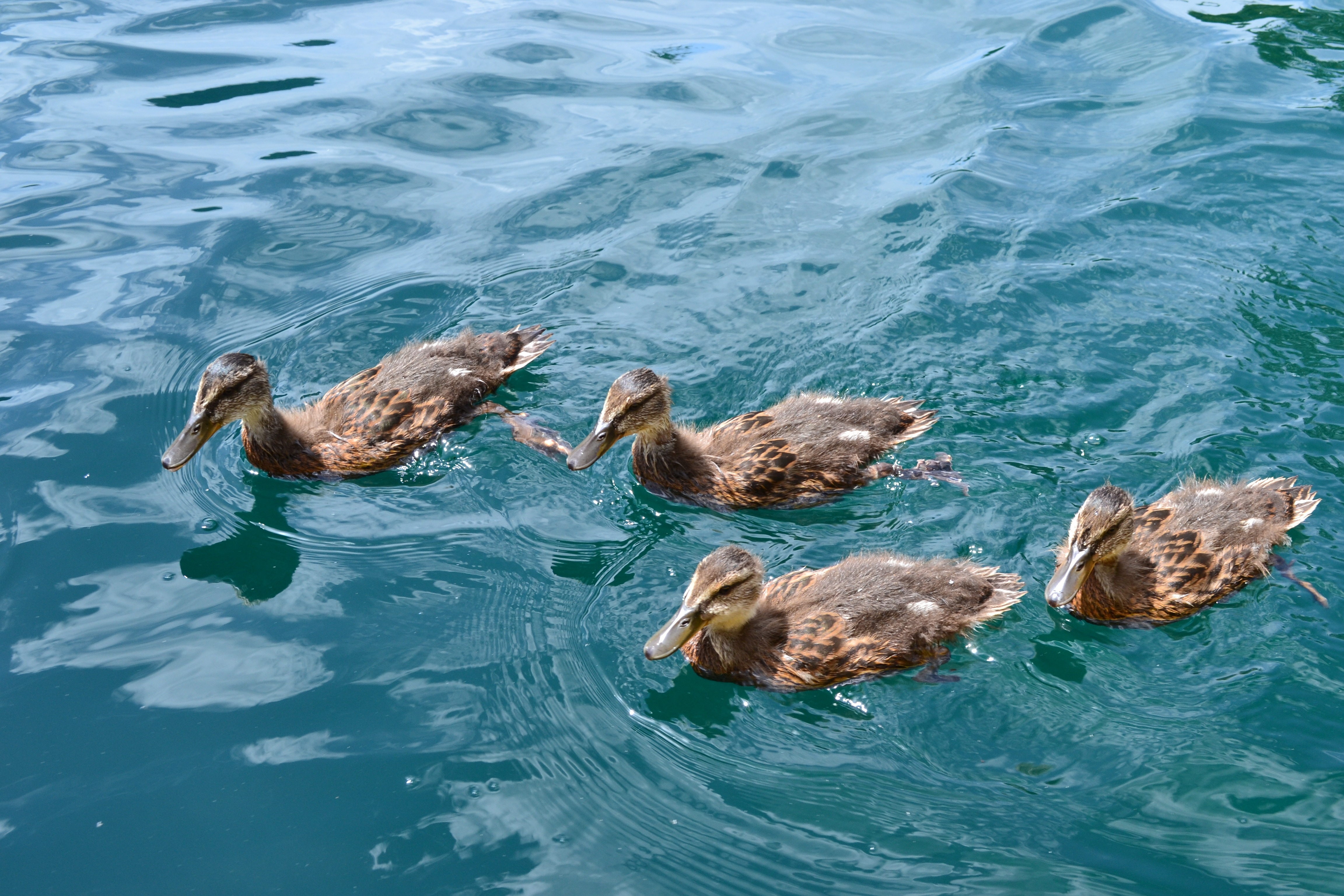 4 female mallard ducks