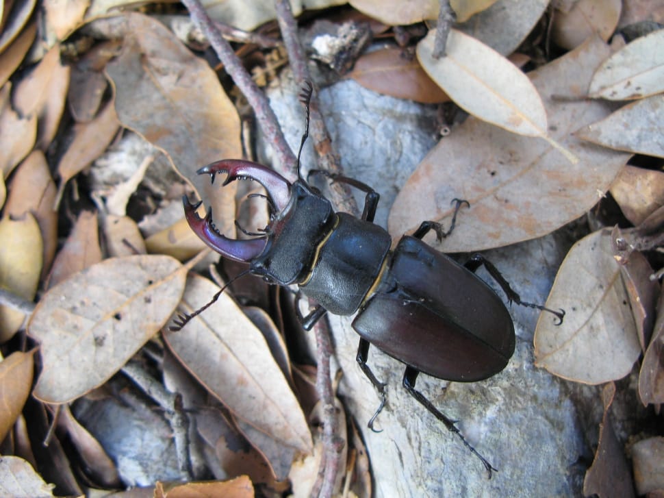 elephant stag beetle preview