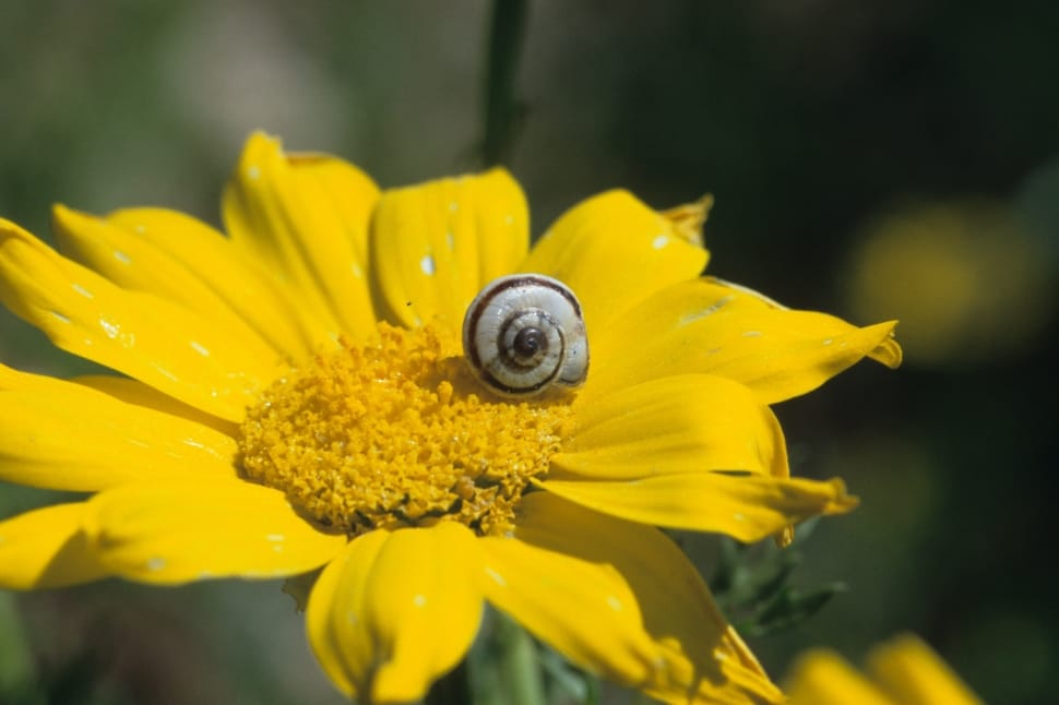 sunflower and white snail preview