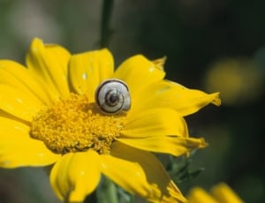 sunflower and white snail thumbnail