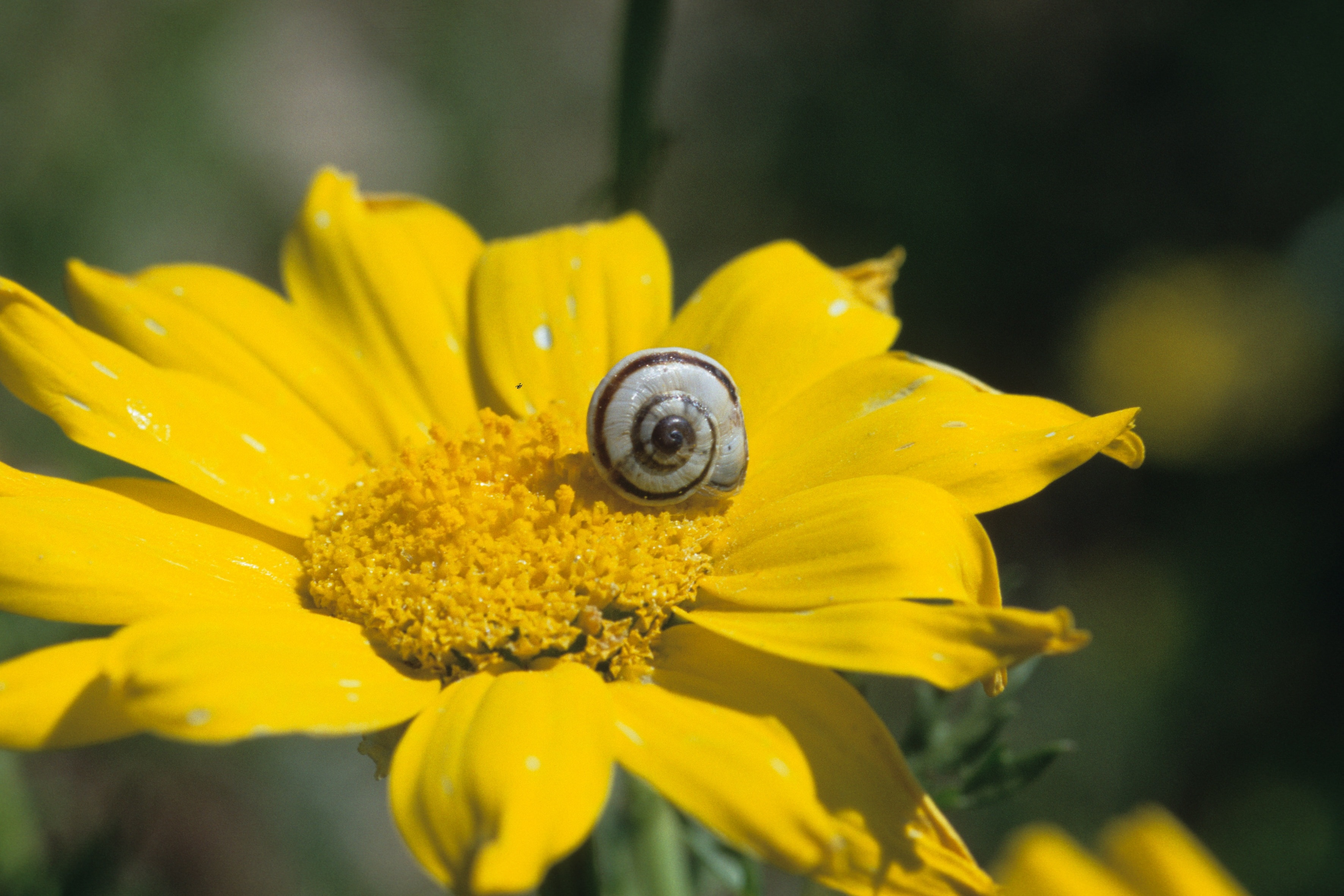 sunflower and white snail