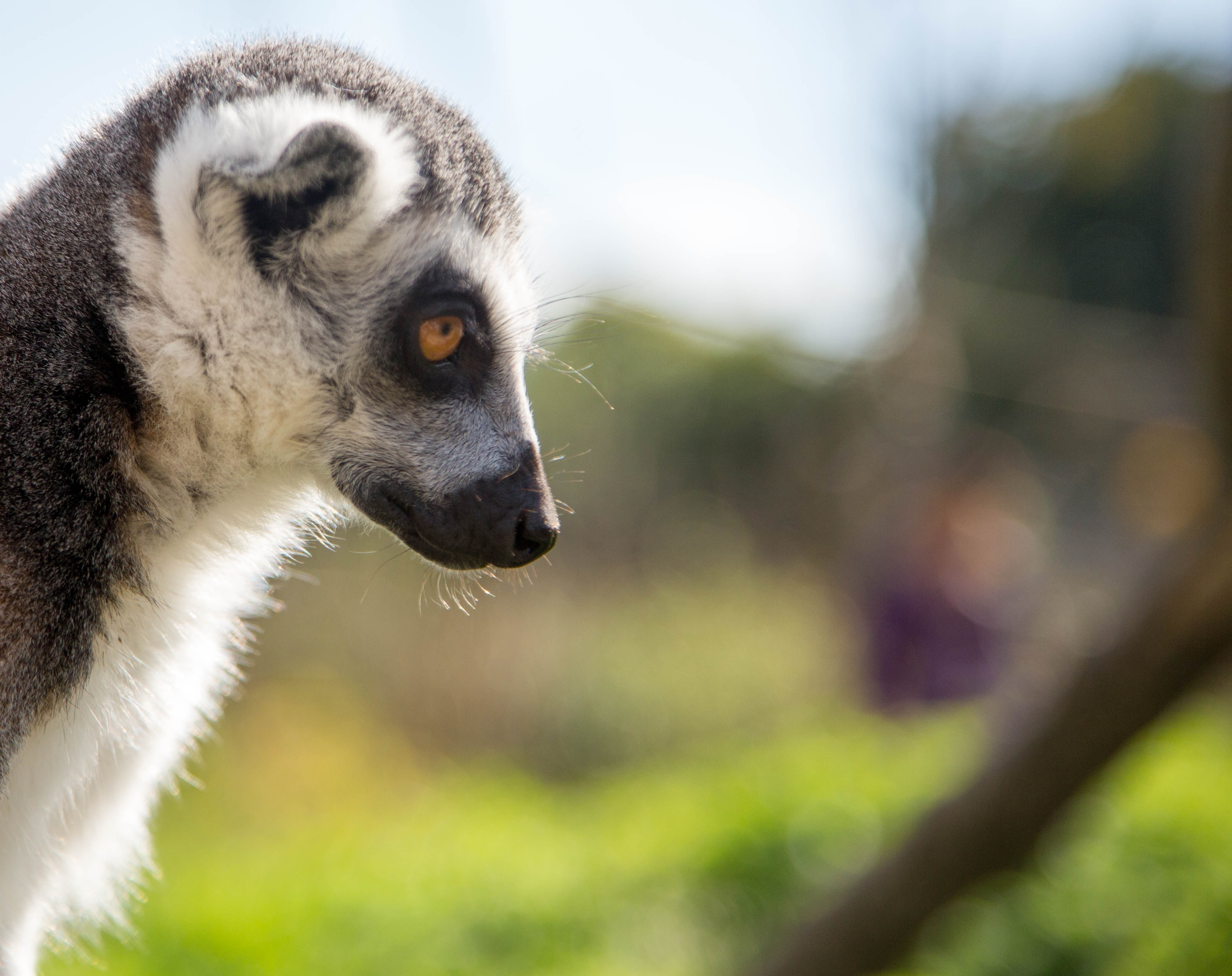 white and gray lemur