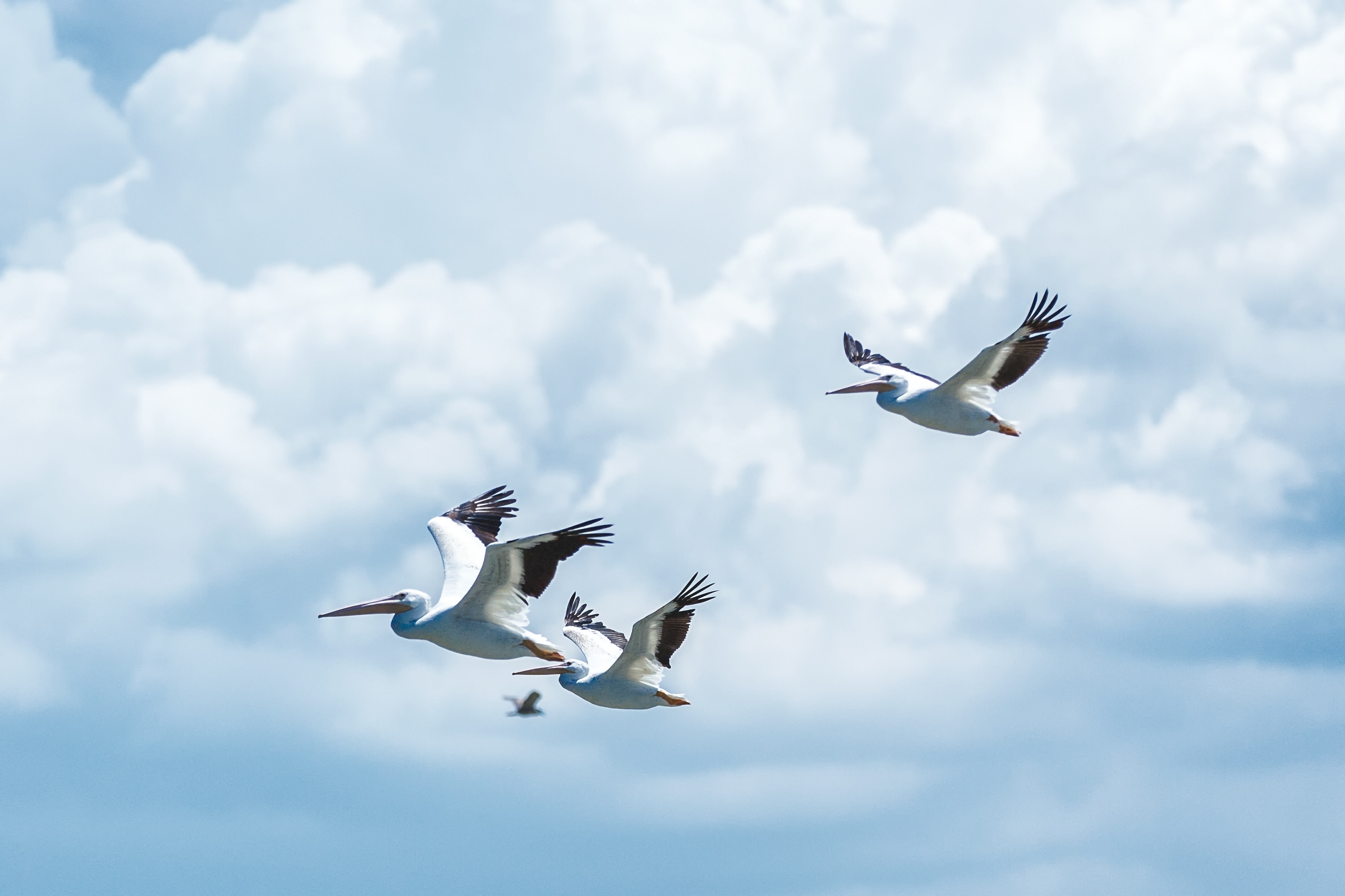 three flying stork birds
