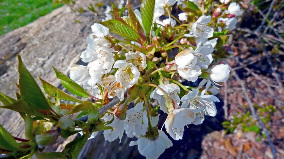 white fruit blossom preview