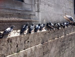 grey and black pigeons thumbnail