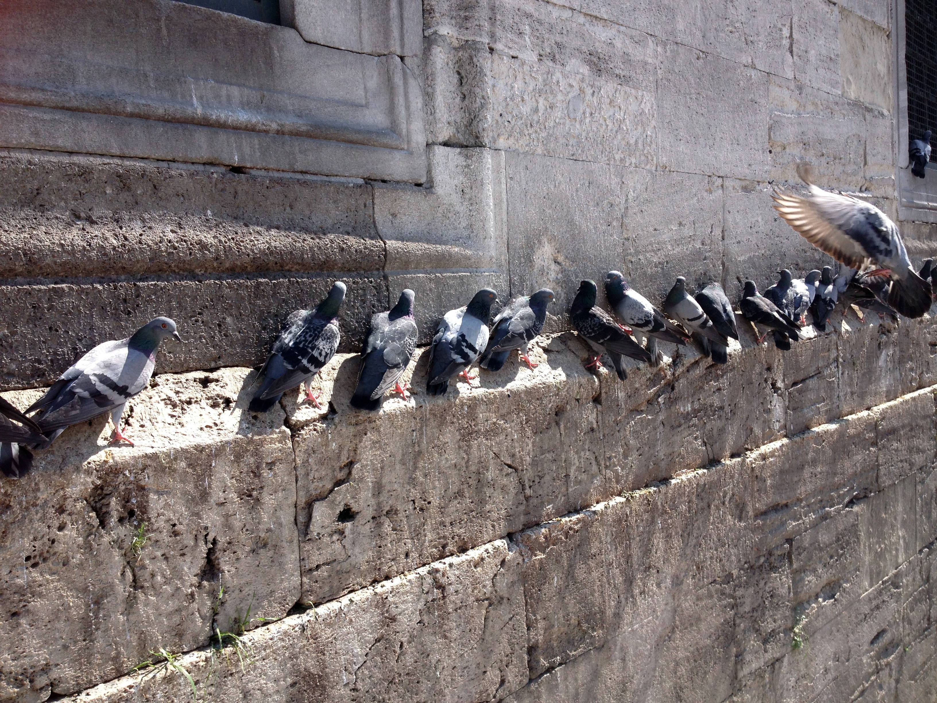 grey and black pigeons