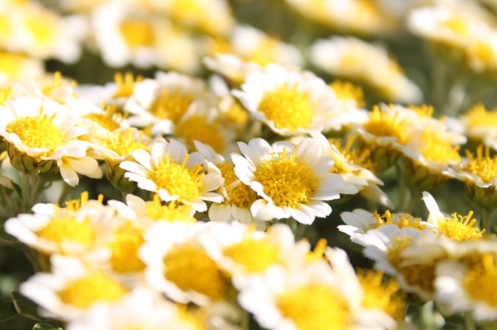 macro shot of yellow and white flowers preview