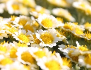 macro shot of yellow and white flowers thumbnail