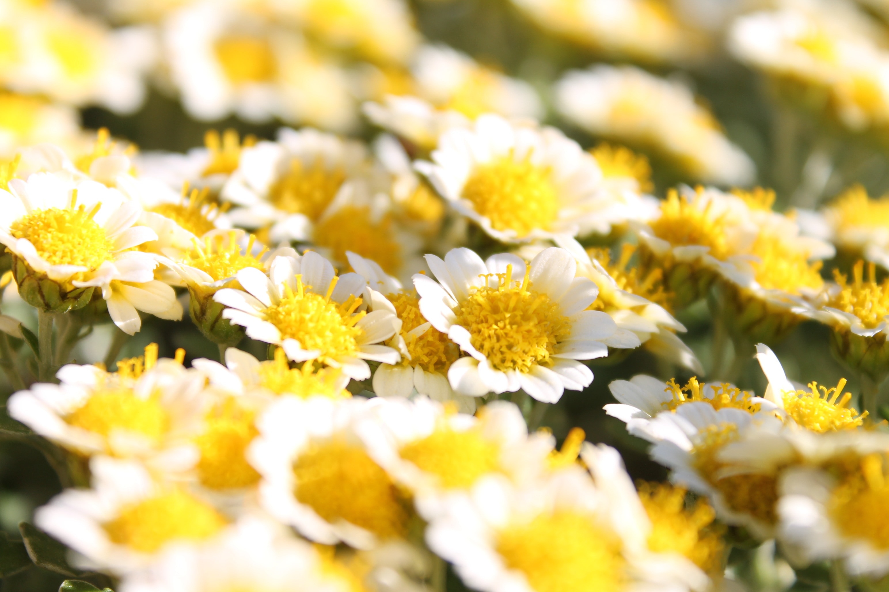 macro shot of yellow and white flowers