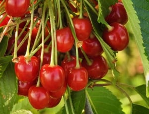cherry fruits thumbnail