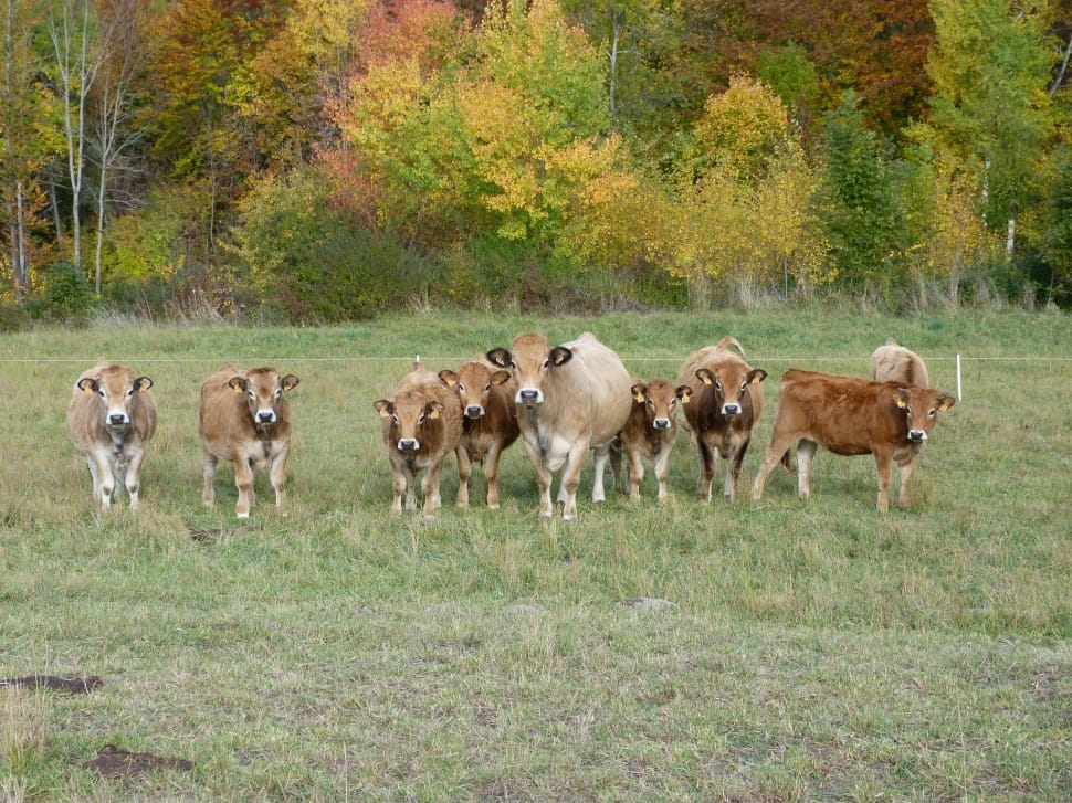 group of cows preview