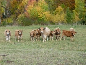group of cows thumbnail