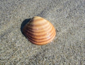 brown seashell thumbnail