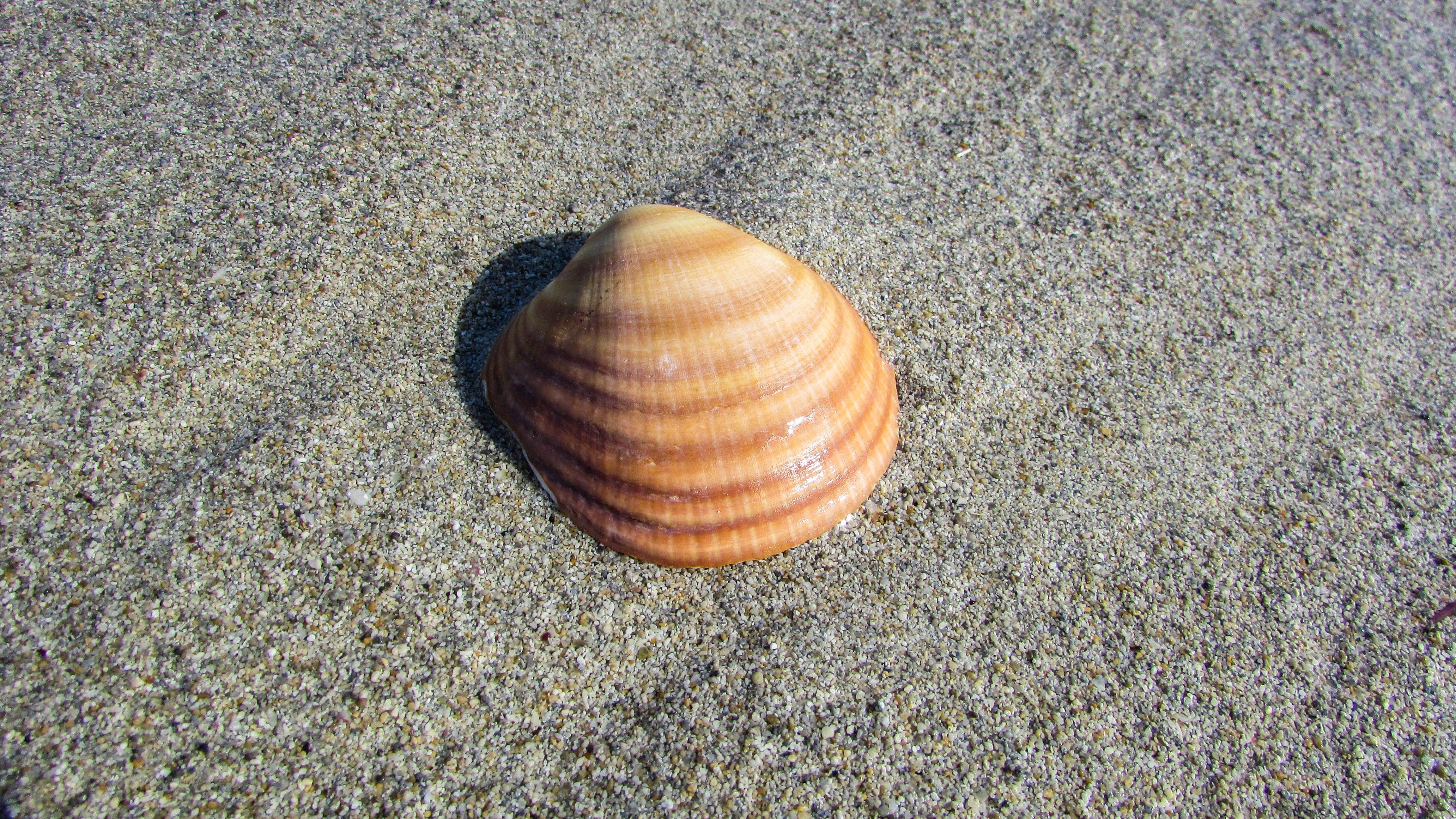 brown seashell