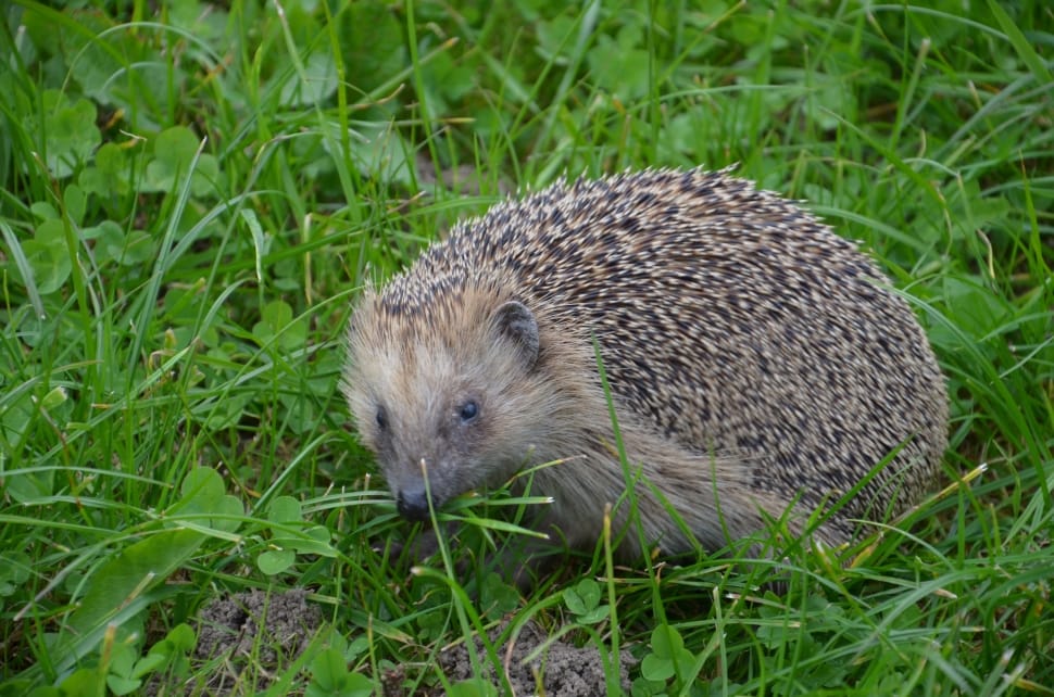 brown and black hedge hog preview