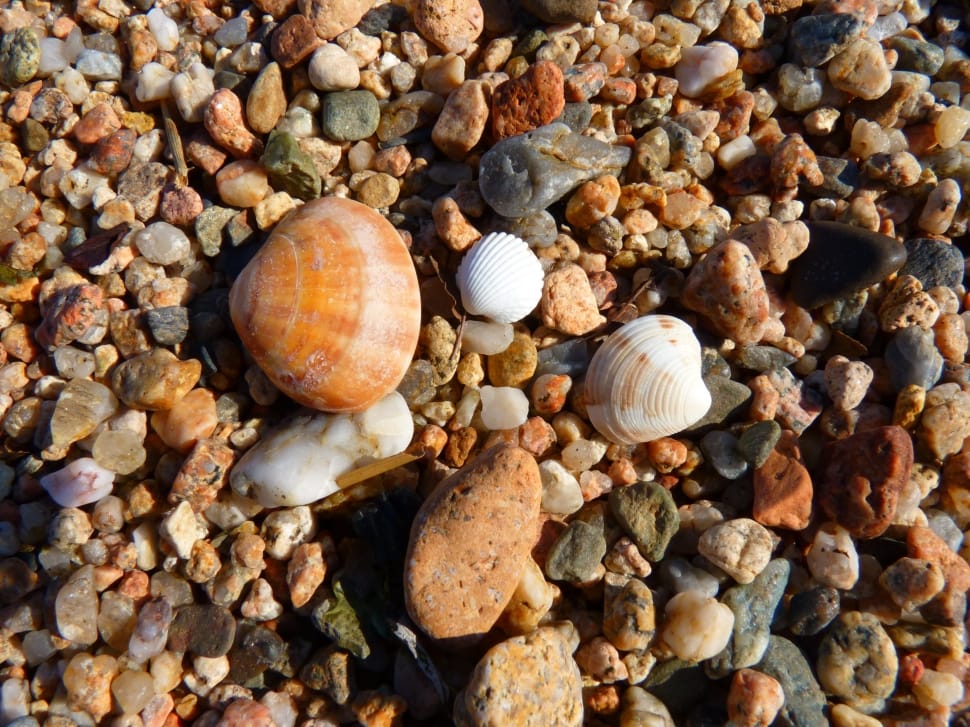 sea shell lot preview