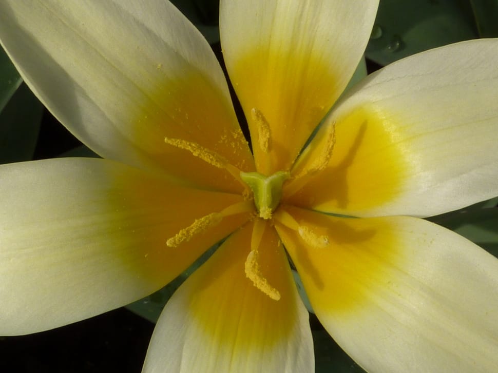 yellow and white  6 petal flower preview
