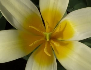 yellow and white  6 petal flower thumbnail
