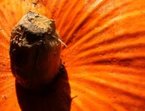 orange pumpkin thumbnail