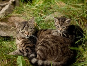 silver tabby cat and kitten thumbnail