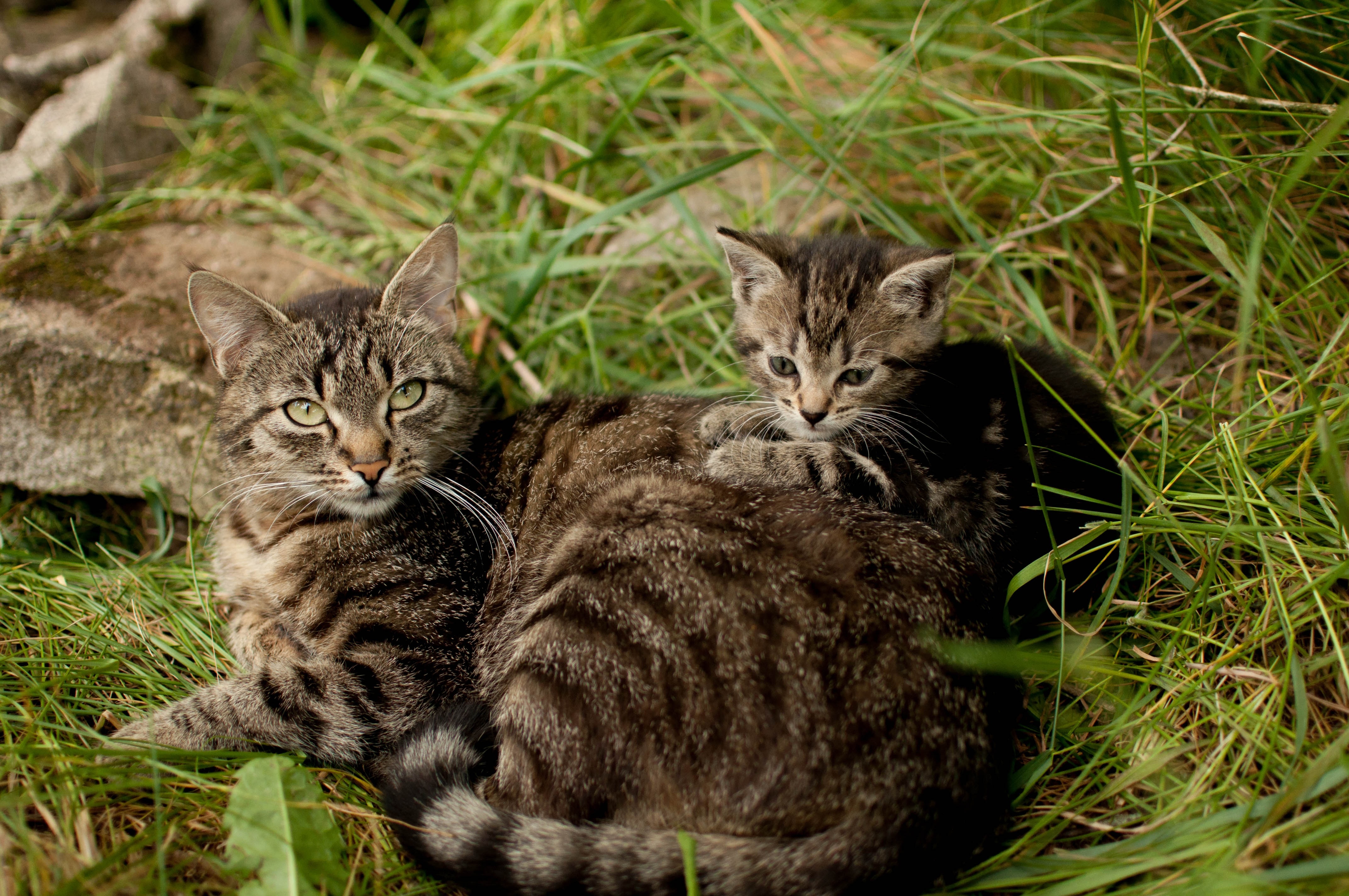 Кошки и т д. Камышовый кот табби. Дикая кошка табби. Лесной кот котята. Кошка с котятами.