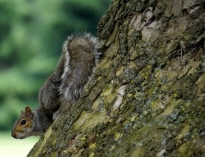 brown and white squirrel thumbnail