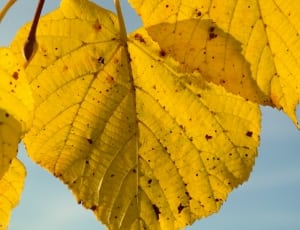 yellow leaf thumbnail