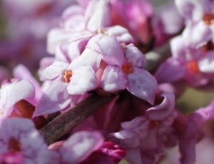 pink blossom flowersd thumbnail