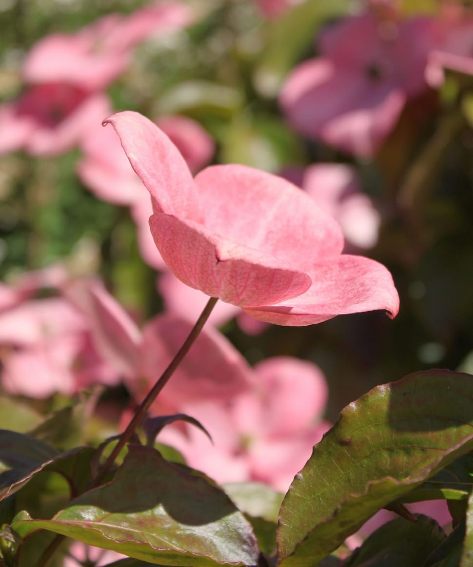 pink pink dogwood flower preview