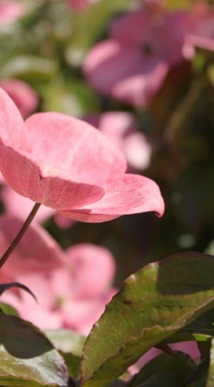 pink pink dogwood flower thumbnail