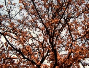 brown leaf tree thumbnail
