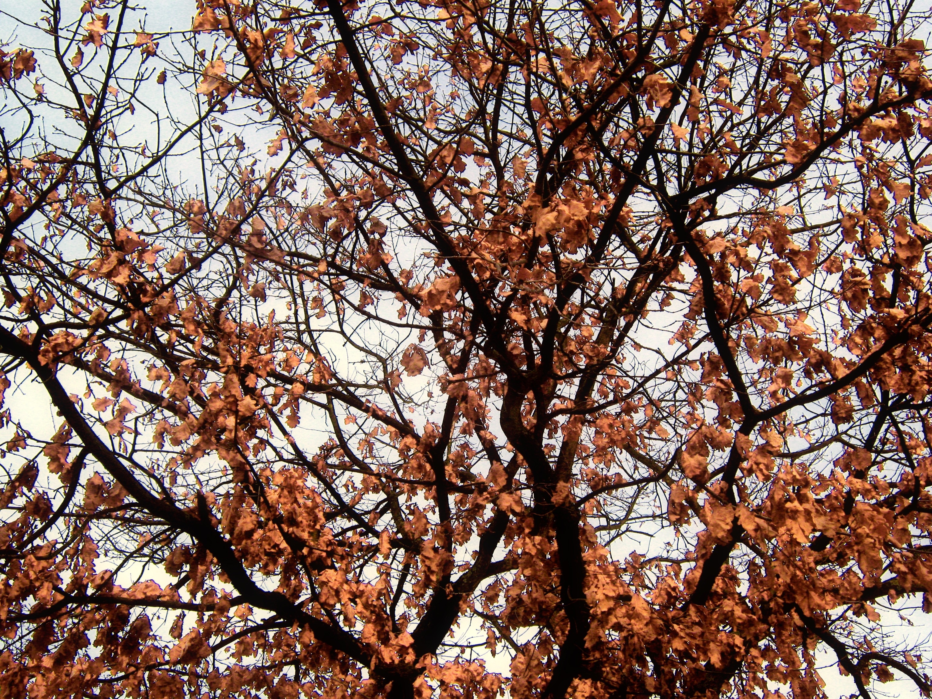 brown leaf tree