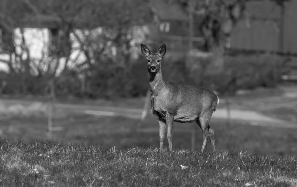 grey scale photography of deer preview