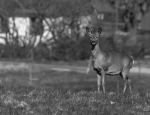 grey scale photography of deer thumbnail