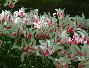 pink and white flower lot thumbnail