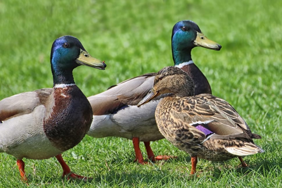 3 mallard ducks on green grass field during daytime preview