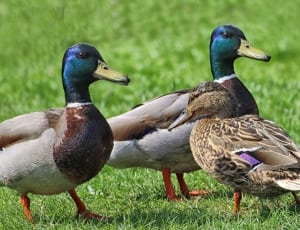 3 mallard ducks on green grass field during daytime thumbnail