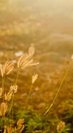 Fields, Grass, Golden, Sunset, nature, plant thumbnail
