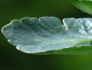 green scallop edge leaf thumbnail
