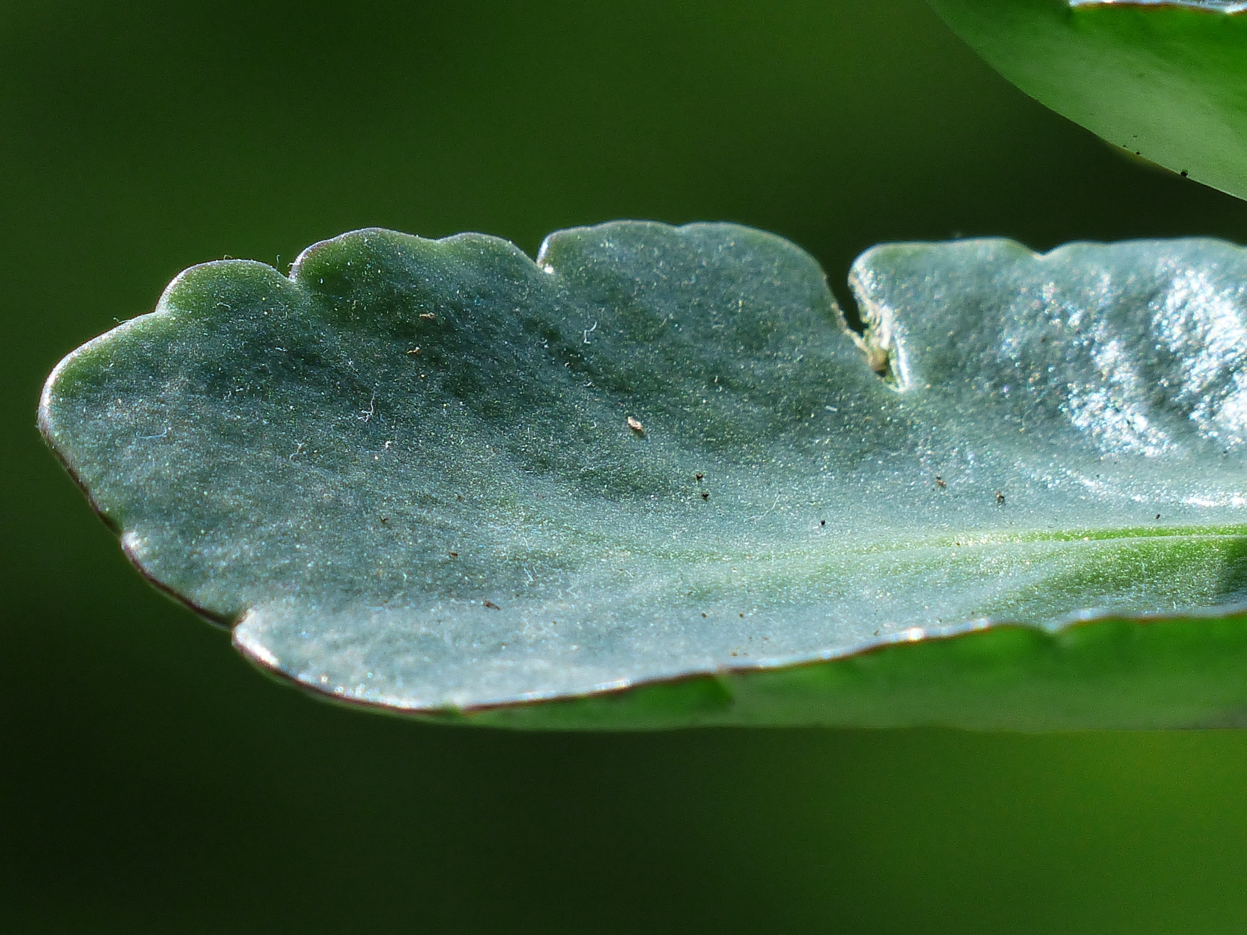green scallop edge leaf