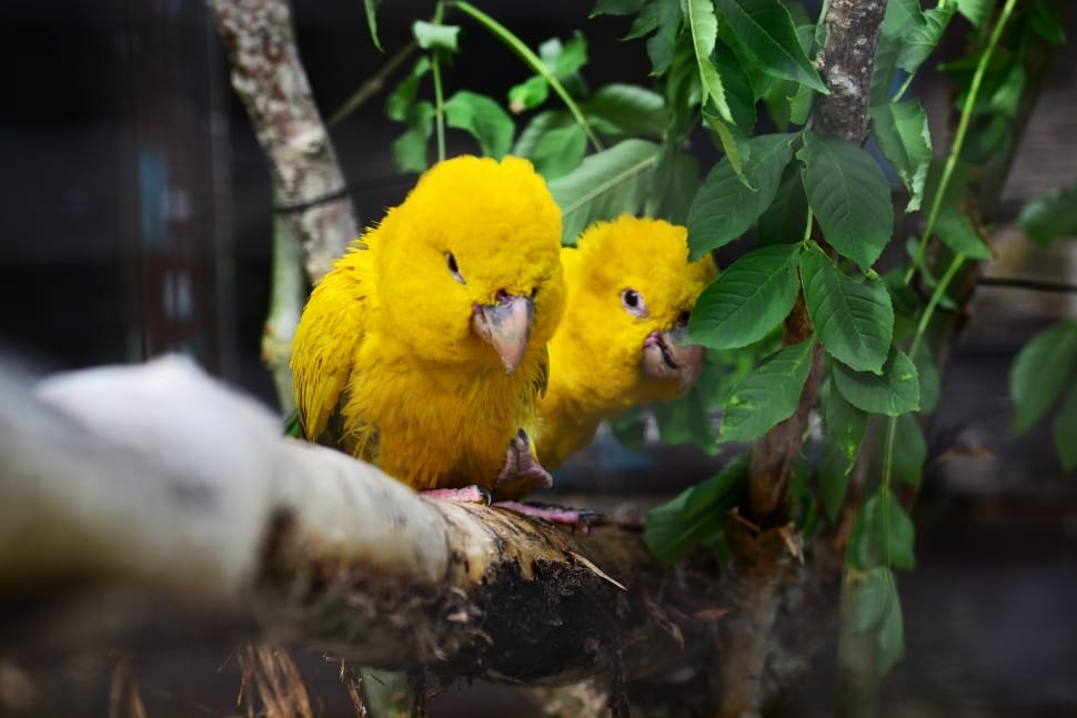 two yellow birds standing in wood branch preview