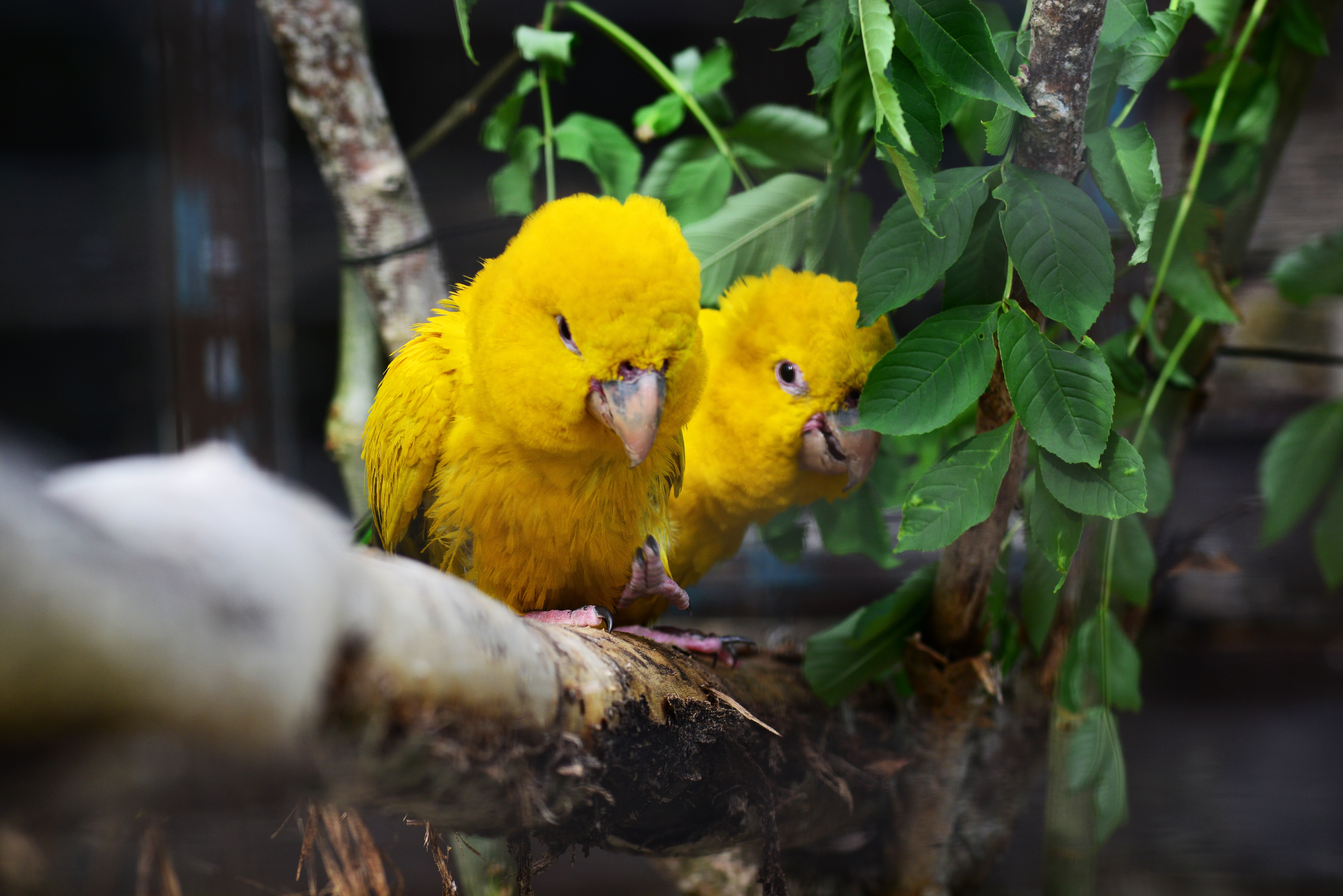 two yellow birds standing in wood branch