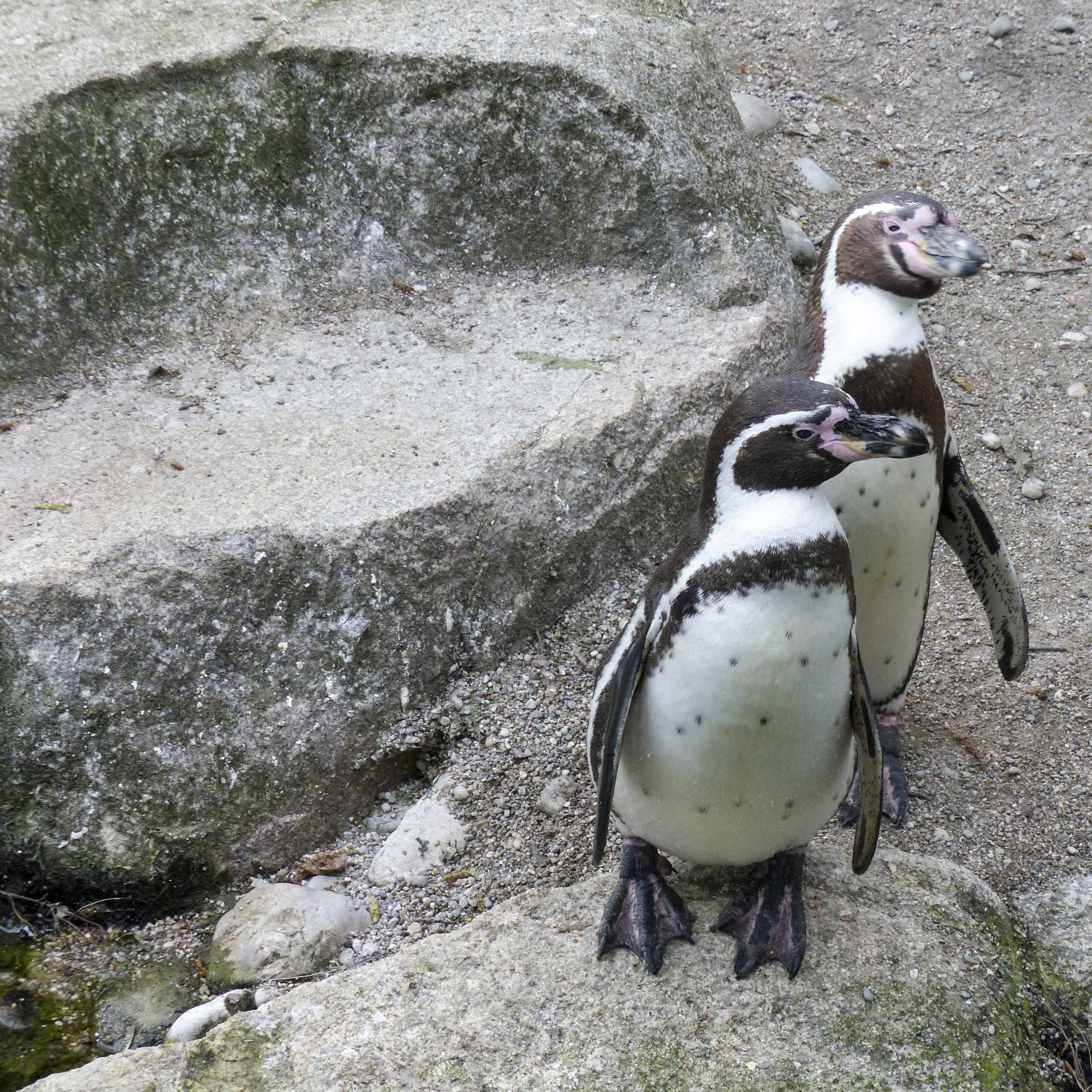 two white-and-black penguins