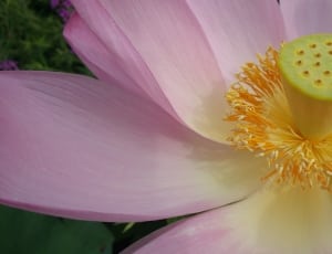 pink and yellow petaled flower in close up photo thumbnail