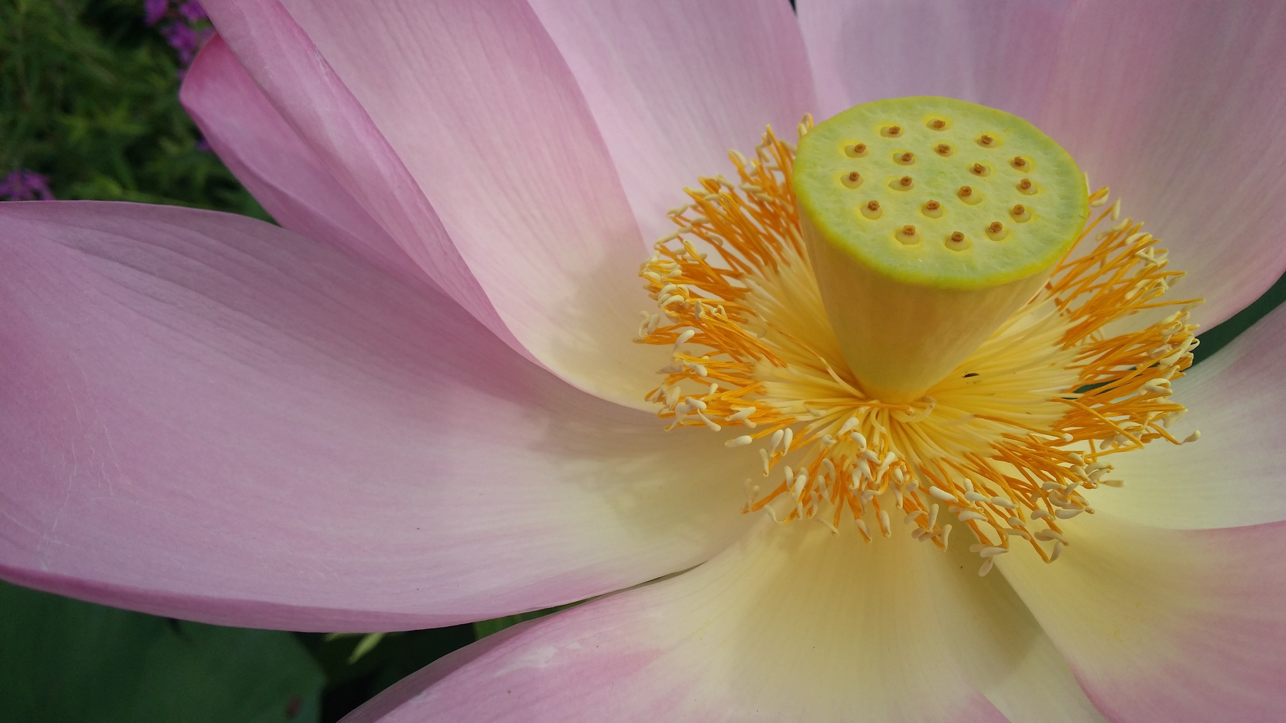pink and yellow petaled flower in close up photo