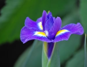 purple and yellow iris flower thumbnail