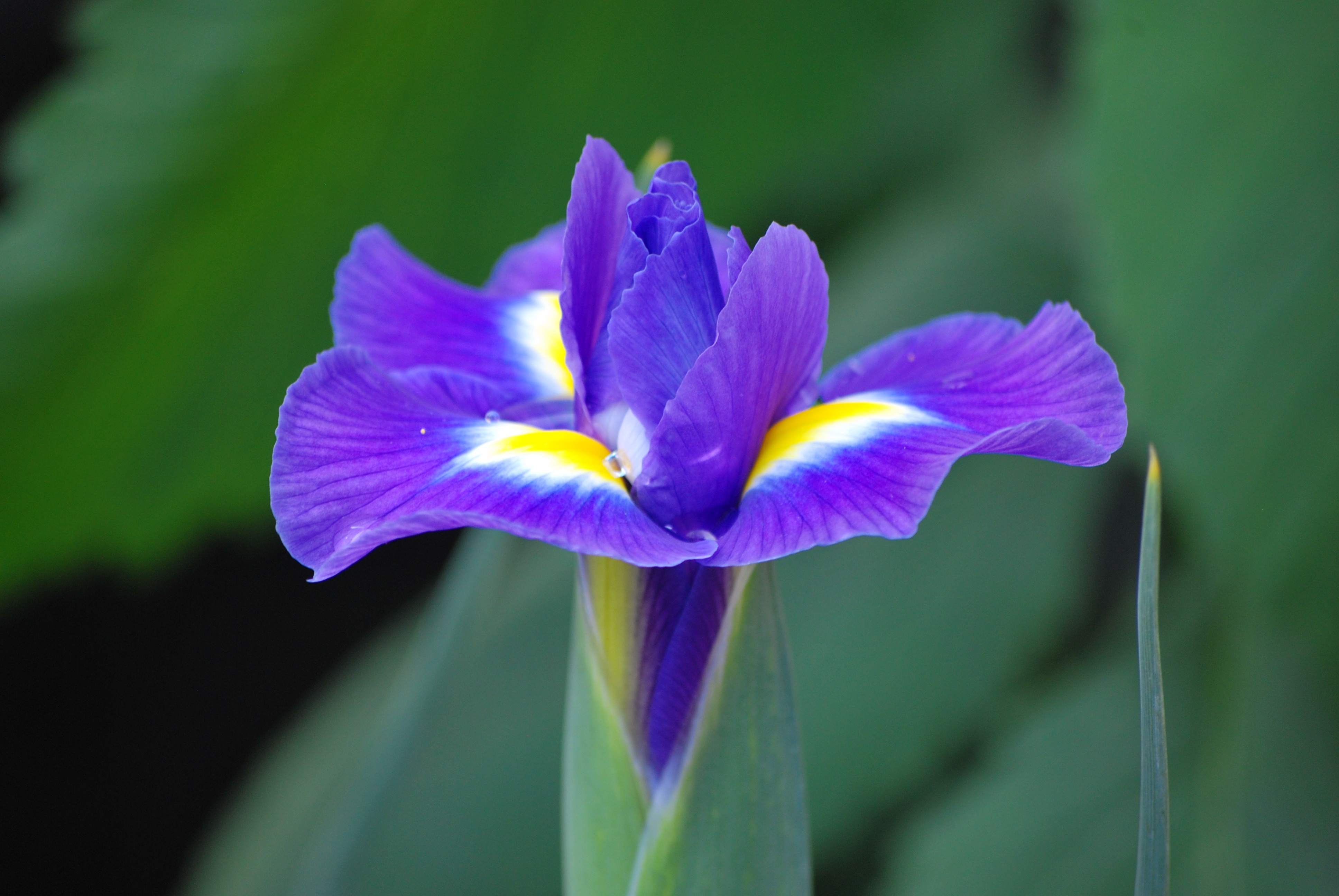 purple and yellow iris flower