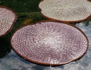 brown white and purple round plant thumbnail