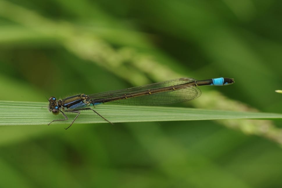 blue green and black dragonfly preview